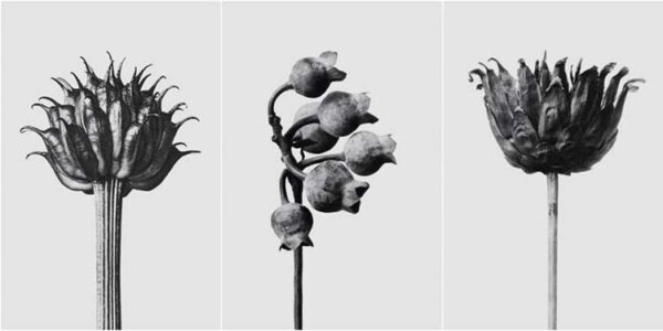 Loewe Karl Blossfeldt