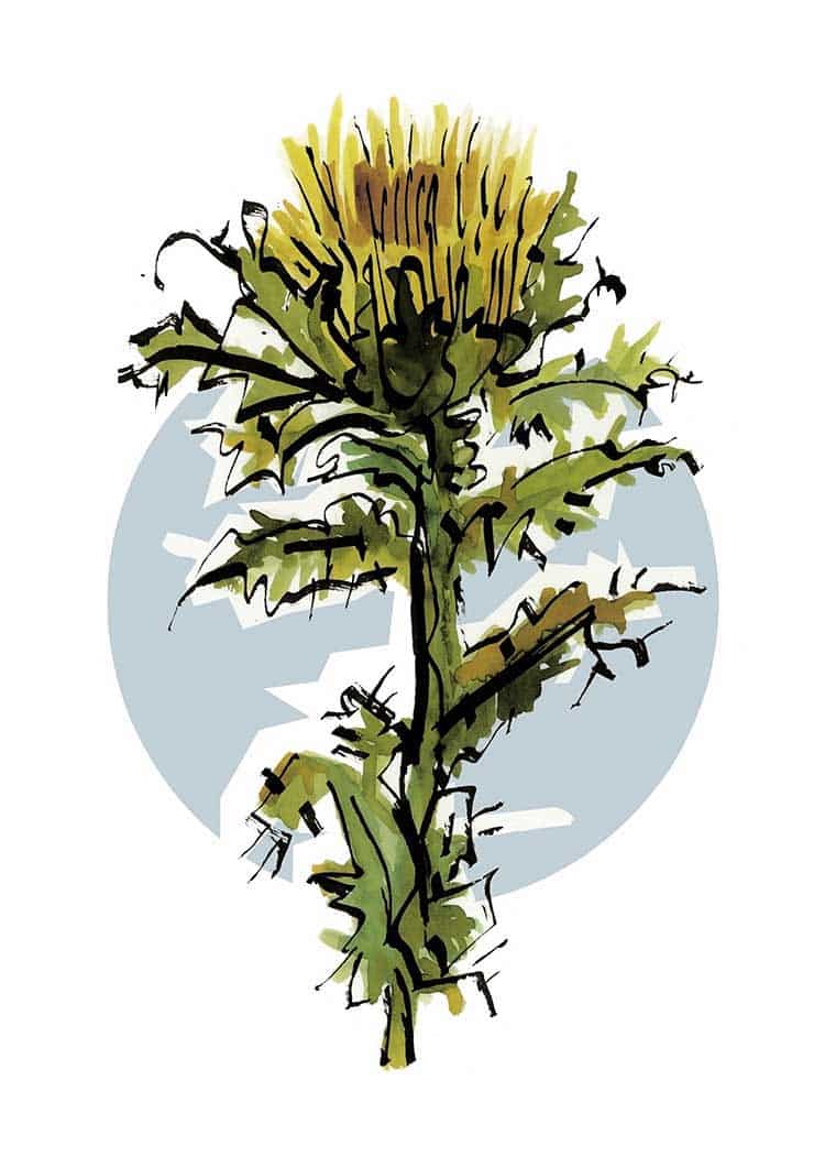 Floripondio y Verdolaga de Carmen Moreno