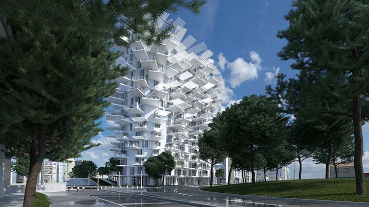Arbre Blanc MOntpelier