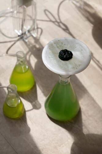 Cultivo doméstico de espirulina