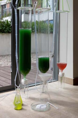 Biobombola. Cultivo doméstico de espirulina. ecoLogicStudio