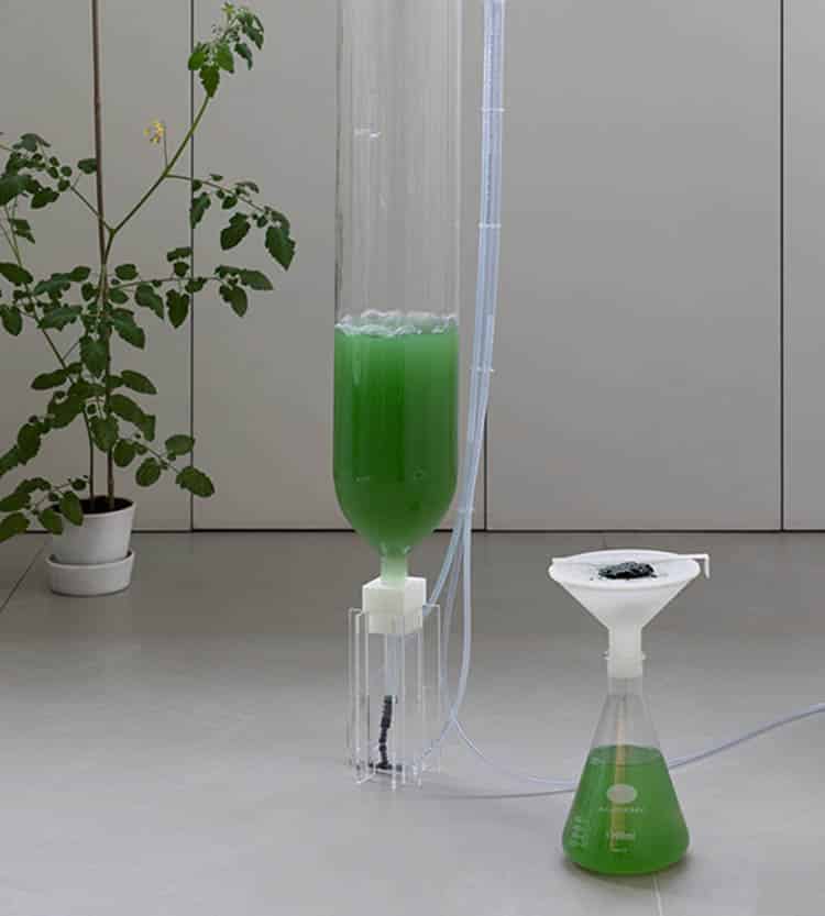 Cultivo doméstico de espirulina