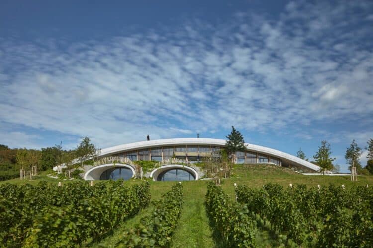 Bodega, viñedos, cubierta verde