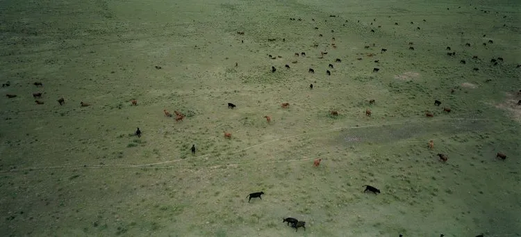 Herd. Cordoba, Argentina. 1999. © Armin Linke. Teoría del antropoceno. Maradero Madrid