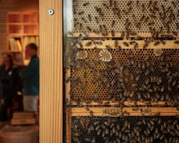 Beezantium. Casa para abejas. Invisible Studio