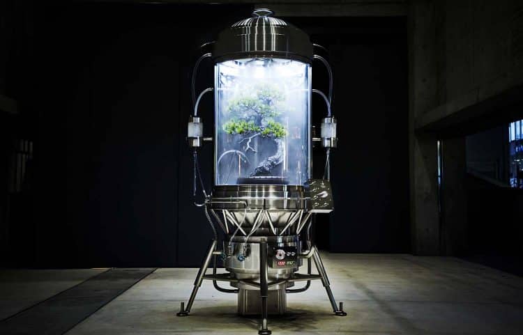 Paludarium. El arte floral de Azuma Makoto